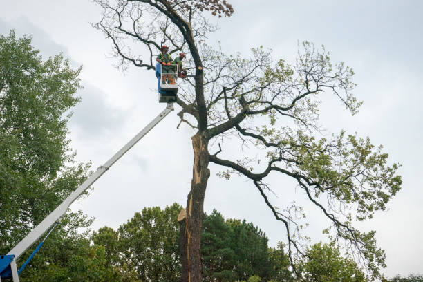 Best Stump Grinding and Removal  in Russell, PA