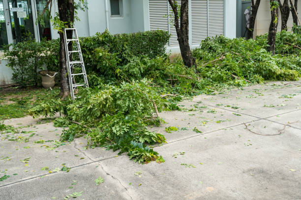 How Our Tree Care Process Works  in  Russell, PA